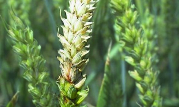 Fusarium crop in field.